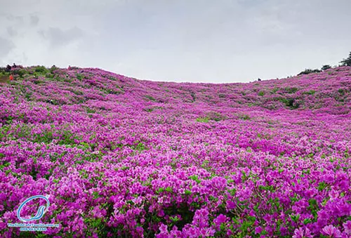 Hoa rừng đỗ quyên