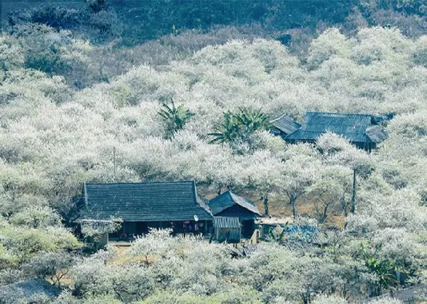 Mộc Châu mùa hoa mận nở