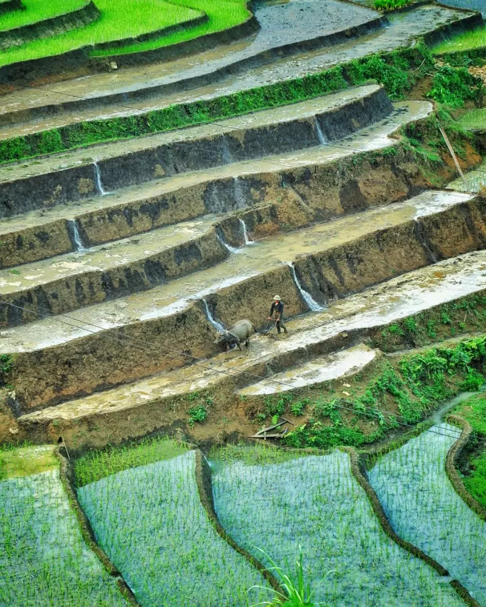 Ruộng bậc thang Sapa