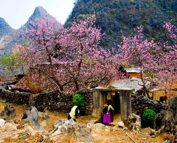 Xuân về trên Sapa