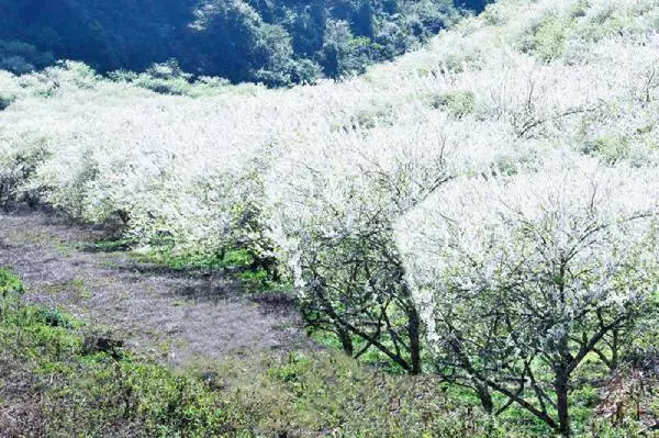 Du lịch mộc châu tháng 2