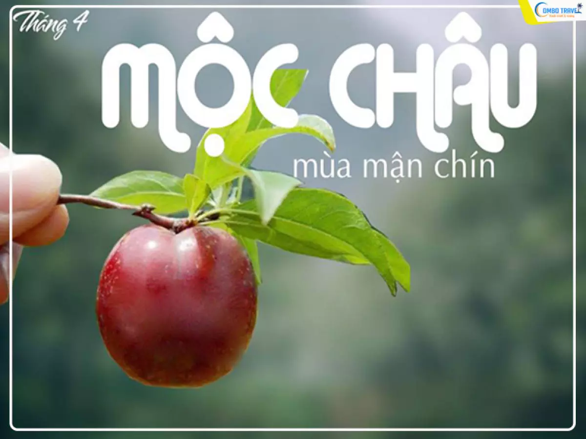 Mộc Châu mùa mận chín