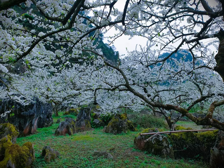 Thung lũng mận Nà Ka