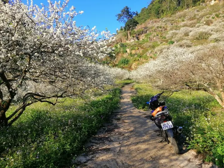 Thung lũng mận Mu Náu