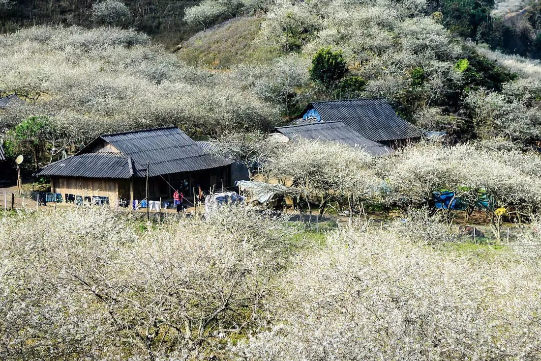 Bản Vặt vào Mộc Châu tháng 2