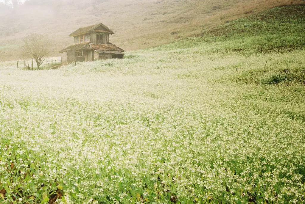 Bản Pa Phách mùa hoa cải trắng