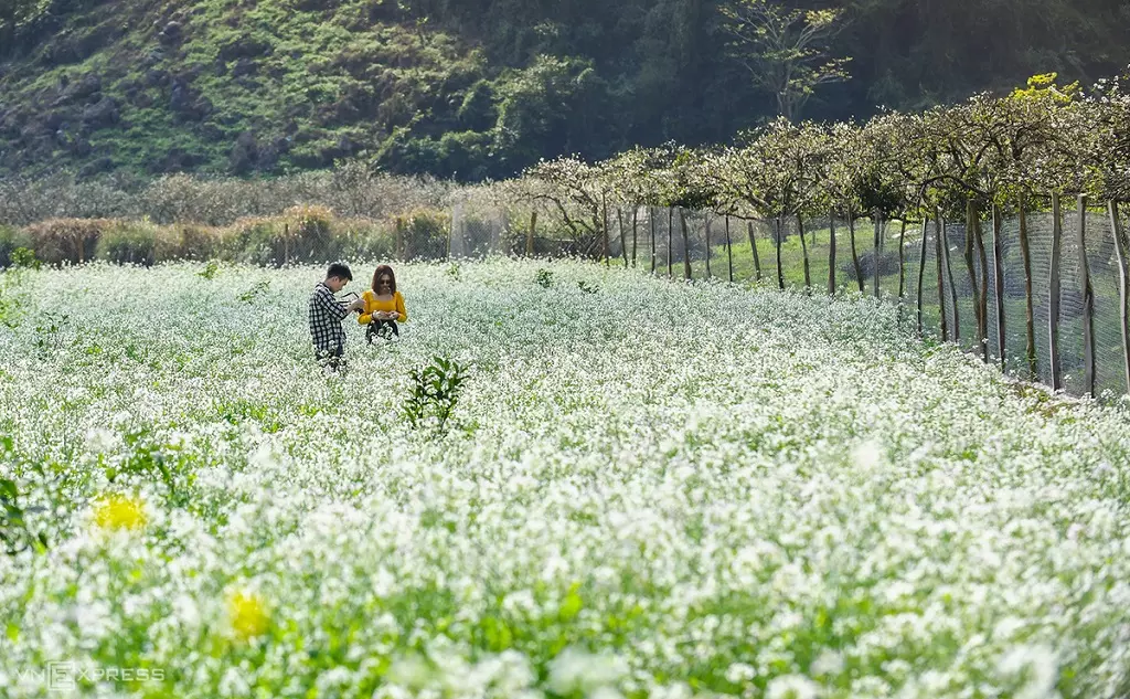 Mùa hoa cải tại thung lũng Nà Ka