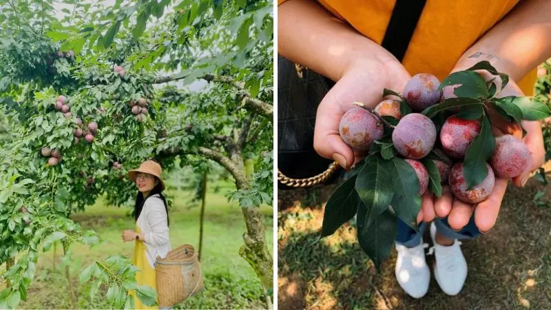 Du lịch Mộc Châu mùa mận chín