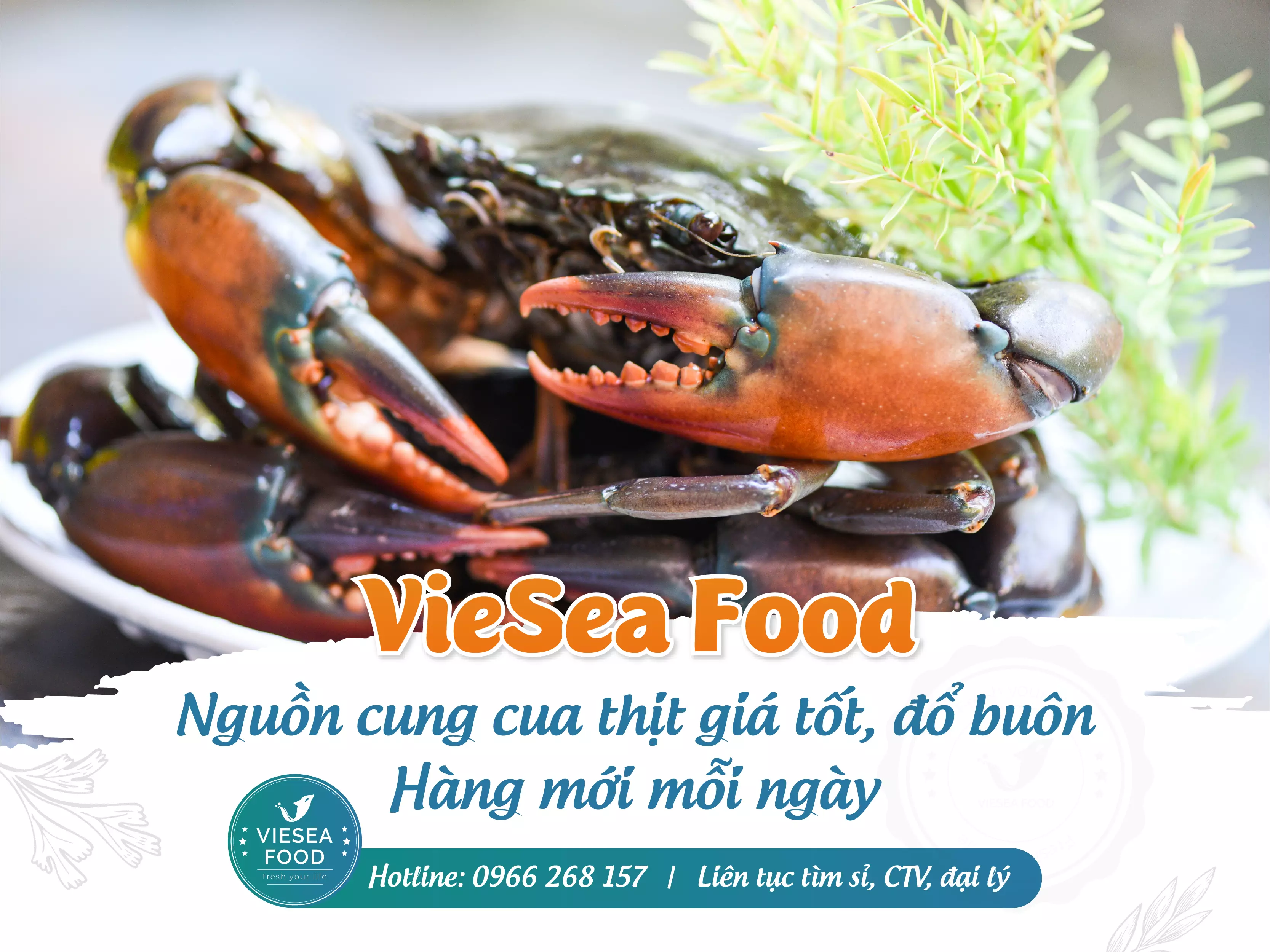 Nguồn hải sản tươi ngon đến từ Viesea Food