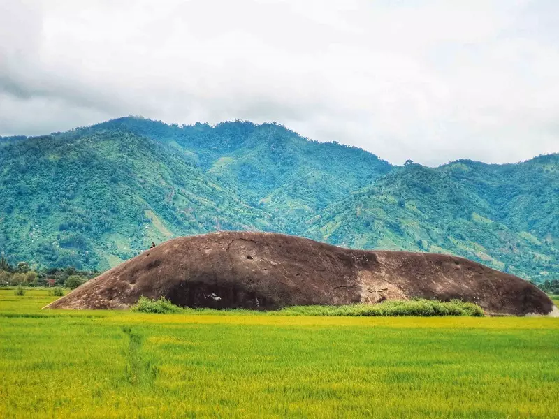 Hoa cà phê ở Buôn Mê Thuột