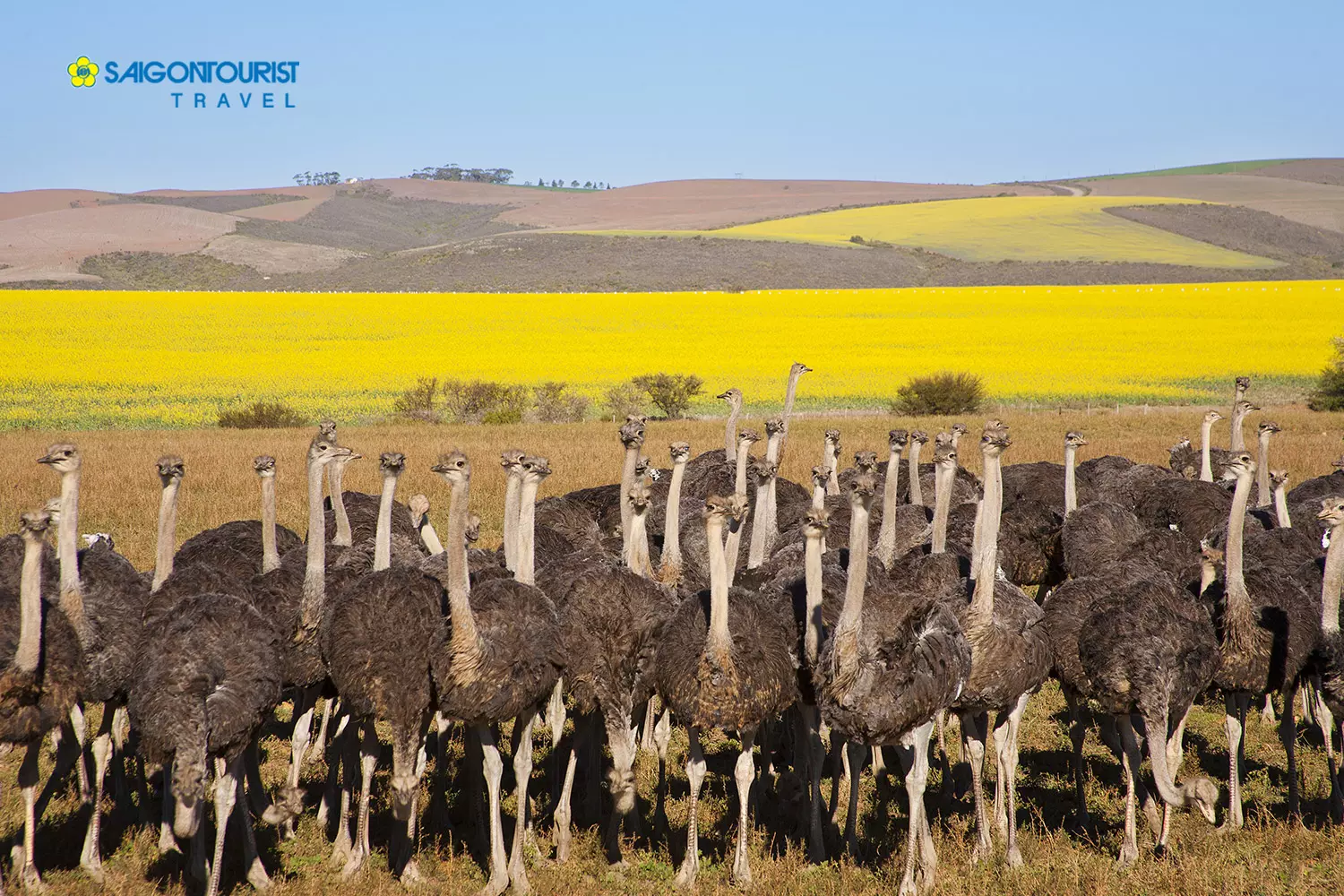 Nông trại đà điểu (Cape Town Ostrich Ranch)