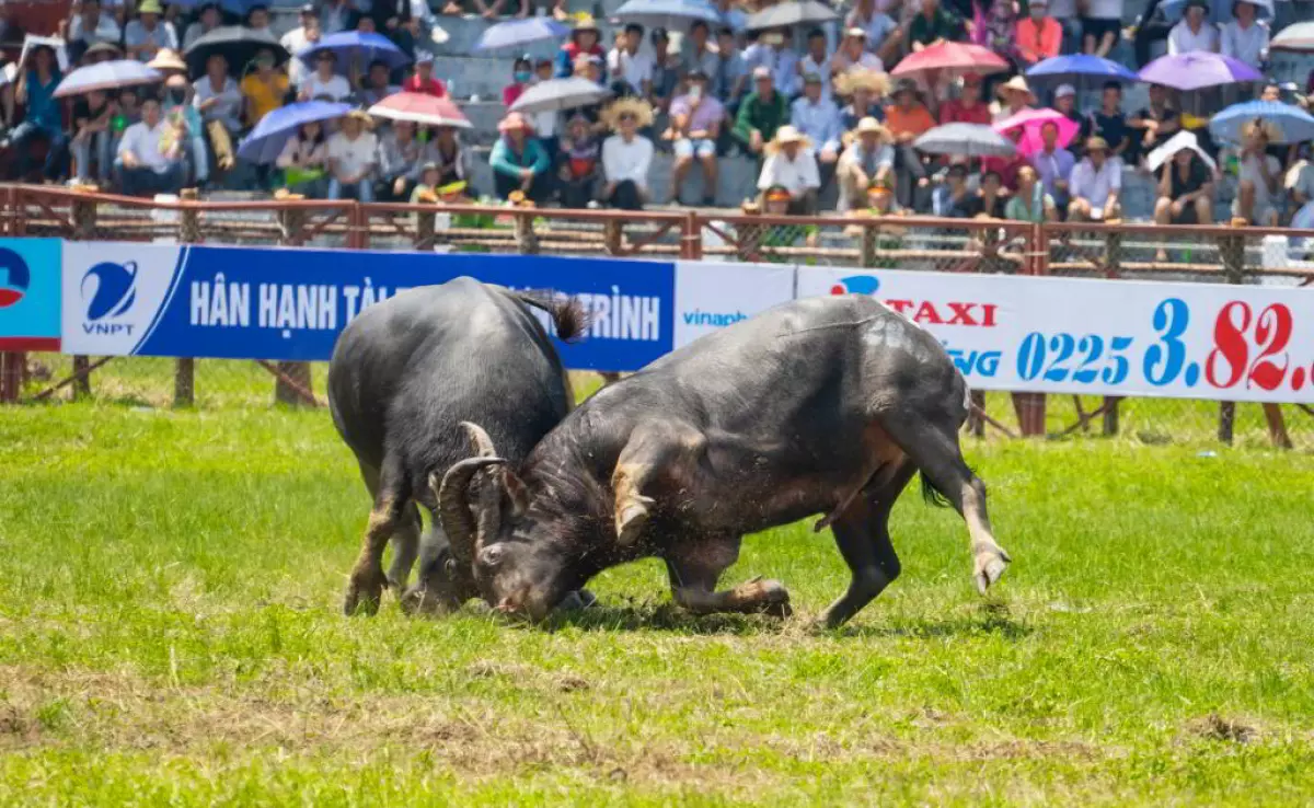 choi-trau-hai-phong