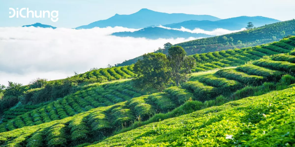 di chuyển từ đà lạt ra sân bay liên khương