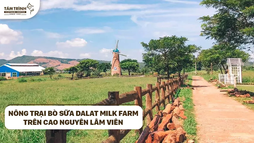 Nông trại bò sữa Dalat Milk Farm trên cao nguyên Lâm Viên