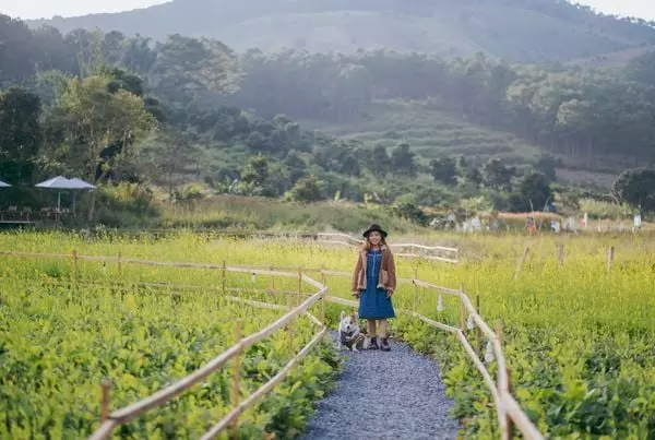 Mùa hoa dã quỳ đà lạt nở rộ