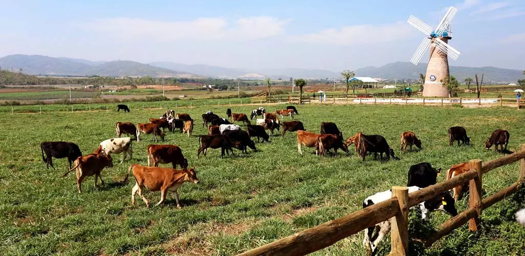 Đà Lạt Milk Farm