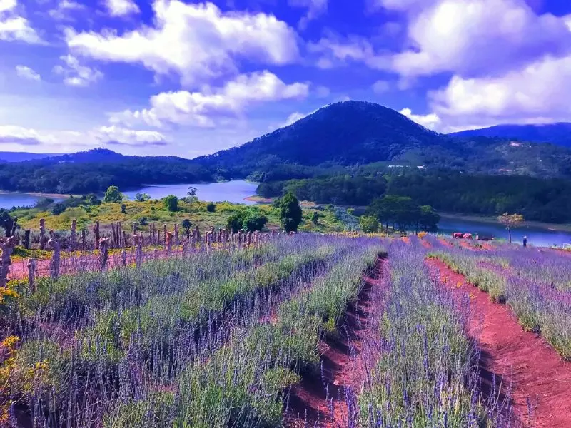 Cánh đồng hoa Lavender vẽ đẹp vào tháng 6