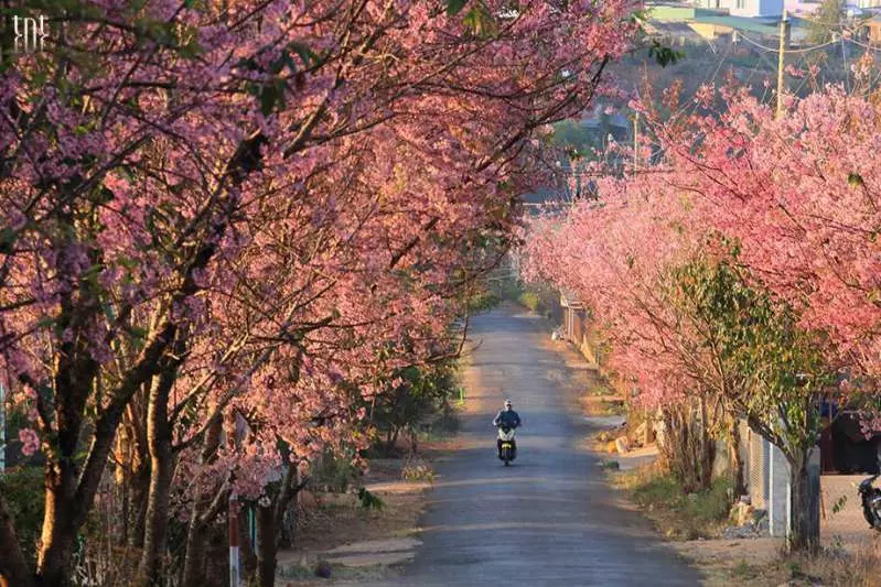 Hình ảnh Đà Lạt tháng 1