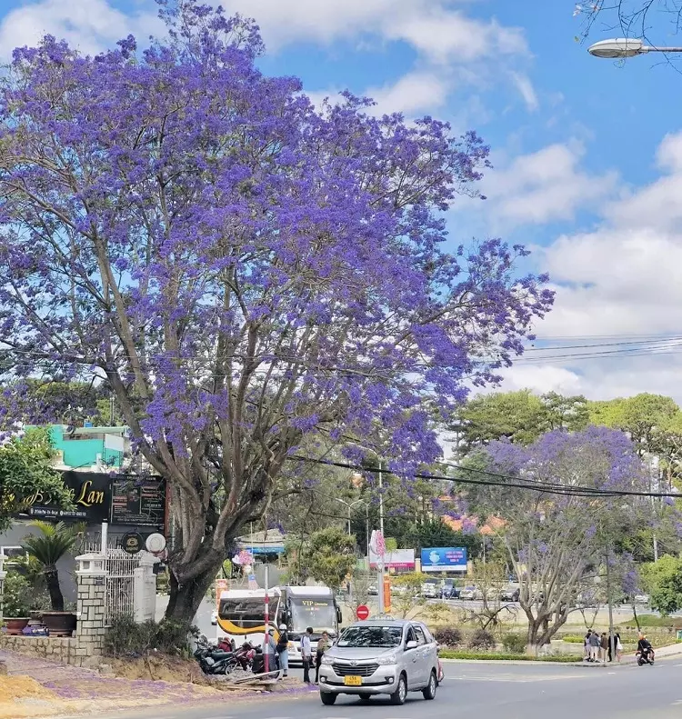 hoa phượng tím Đà Lạt