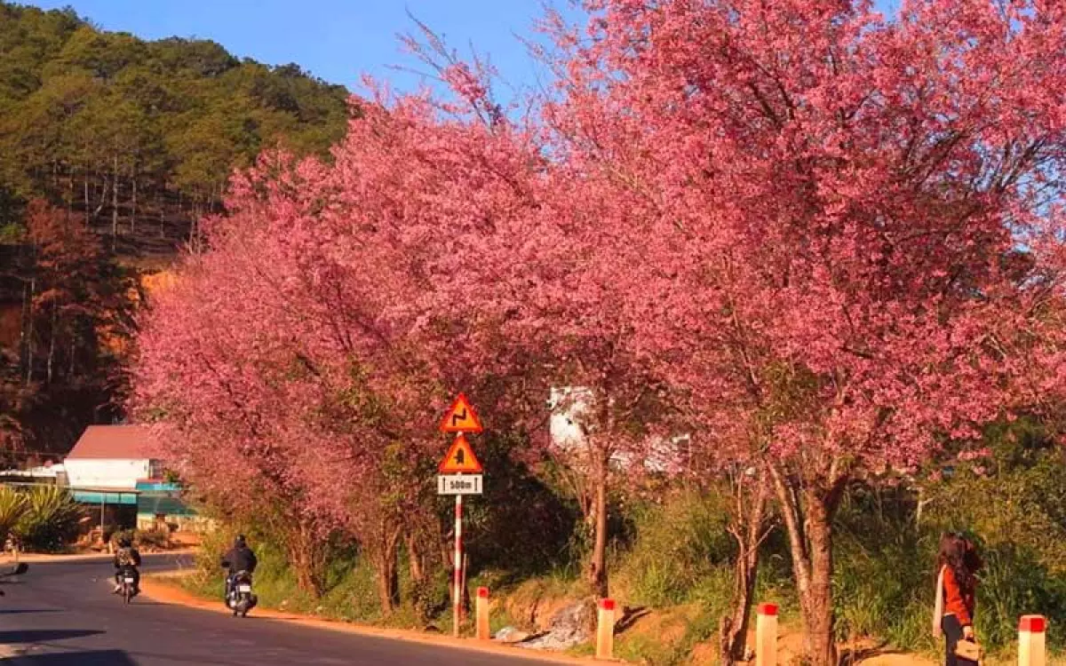 Đà Lạt mùa xuân nở rộ hoa anh đào