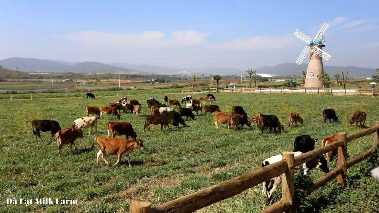 Trang trại chăn nuôi bò sữa