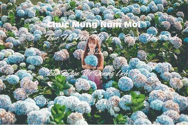 Vườn hoa cẩm tú cầu