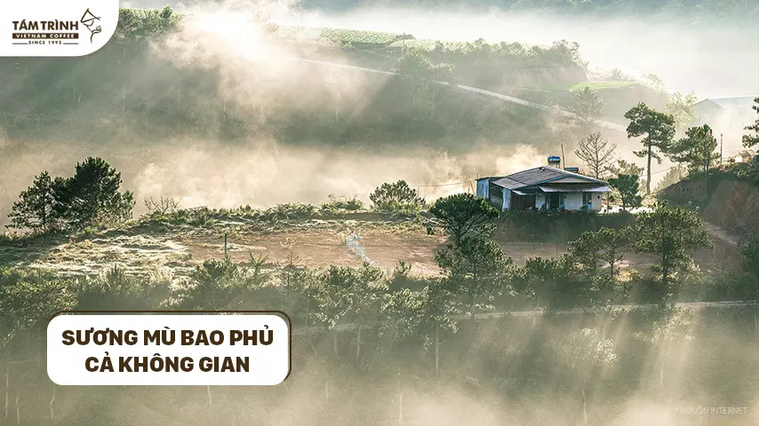 Sương mù bao phủ cả không gian cả ngày lẫn đêm