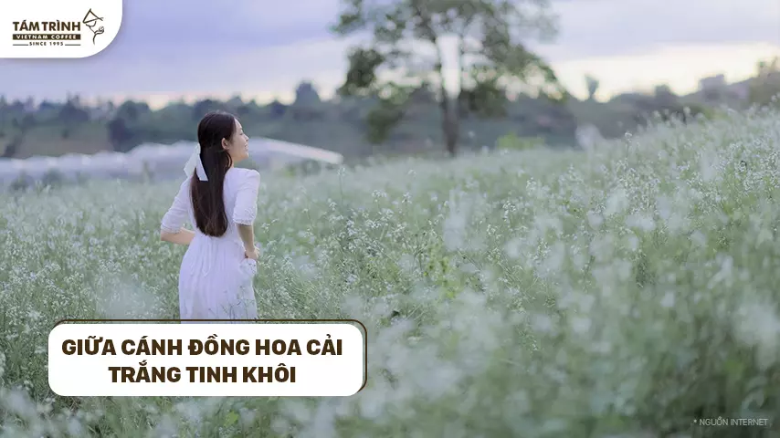 Giữa cánh đồng hoa cải trắng tinh khôi, bạn như nàng công chúa đang rảo bước dạo chơi