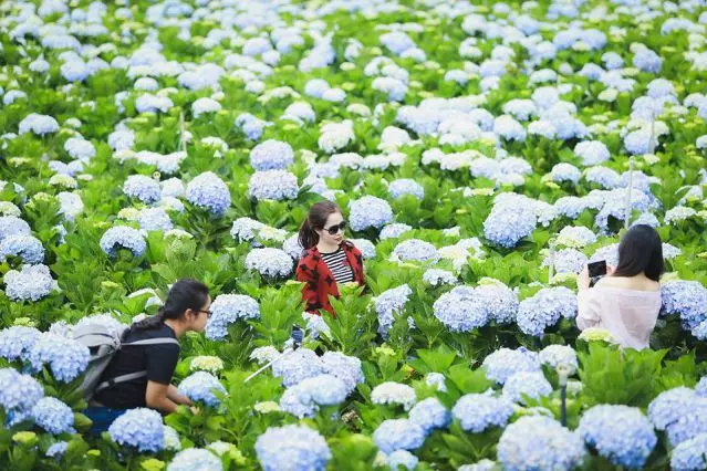Check-in với vườn hoa Cẩm Tú Cầu trong chuyến du lịch Đà Lạt tháng 8