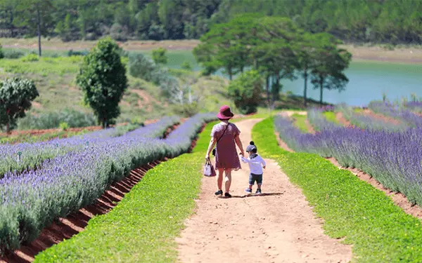 Cánh đồng Hoa Lavender