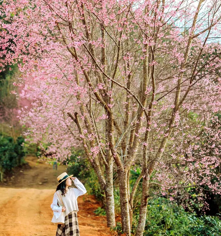 mai anh đào đà lạt