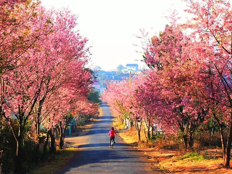 Đà Lạt vào tháng 2 mùa hoa Anh Đào đẹp nhất trong năm