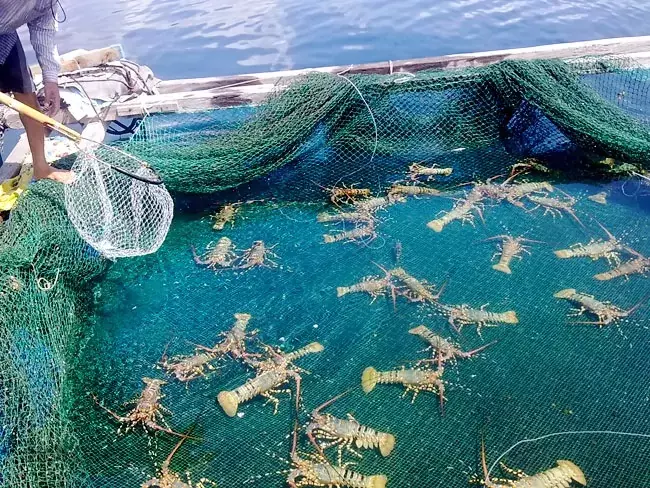 Cảng ba ngòi thuê tàu tới Bình Ba