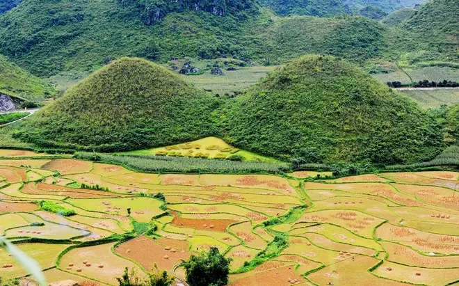 dòng nho quế - Đèo Mã pì lèng