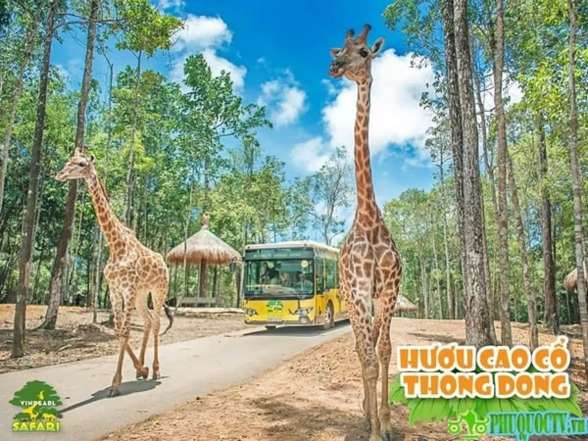 Vinpearl Safari Phú Quốc