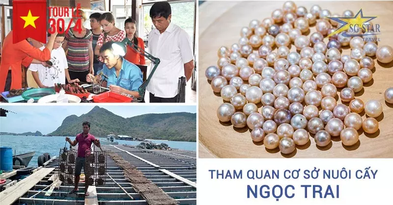 Trải nghiệm nuôi cấy ngọc trai tại Phú Quốc