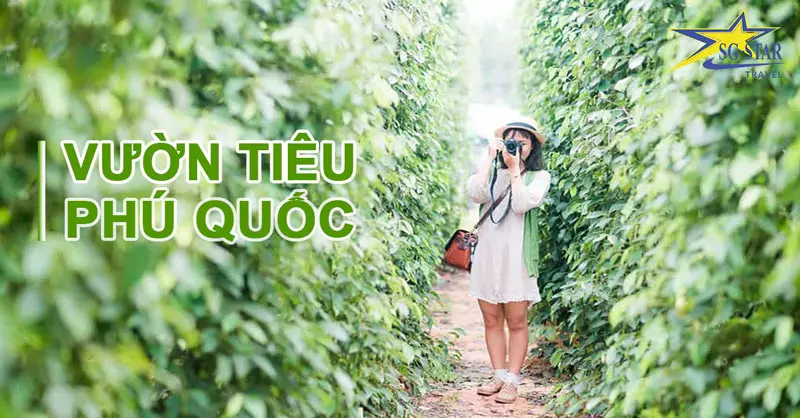 Vườn tiêu xanh Phú Quốc