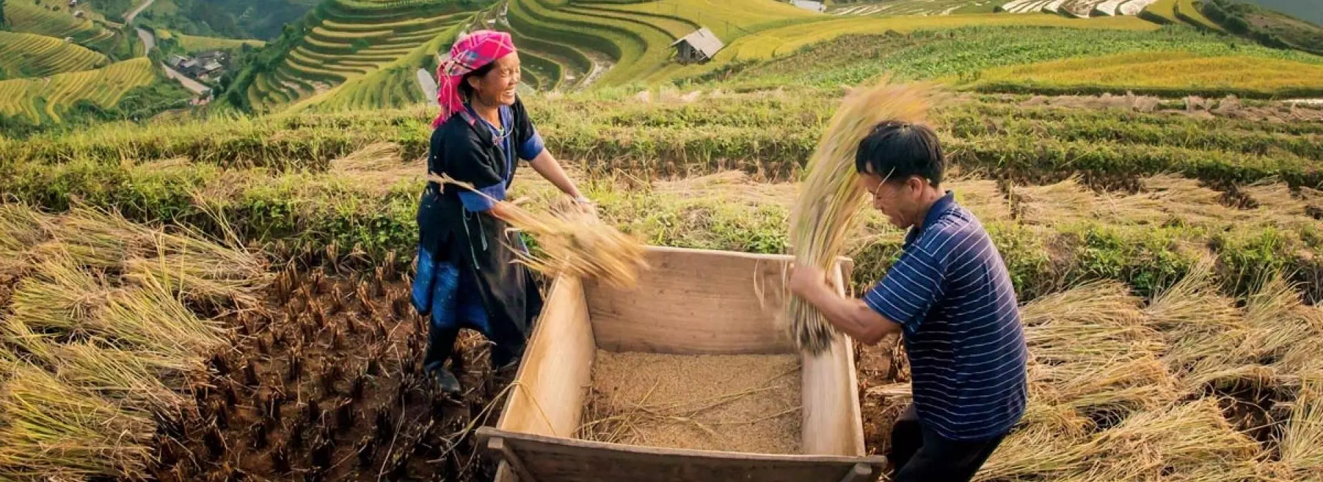 Sapa tours - Terraced rice fields Sapa