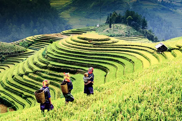 Die Berge und Reisfelder von Mu Cang Chai