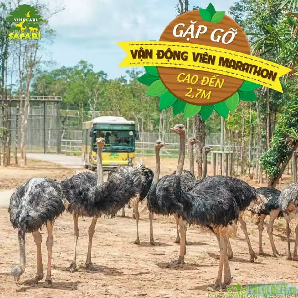 Một số động vật tại Safari