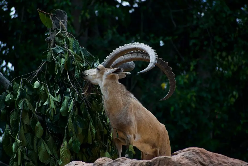 Singapore Zoo