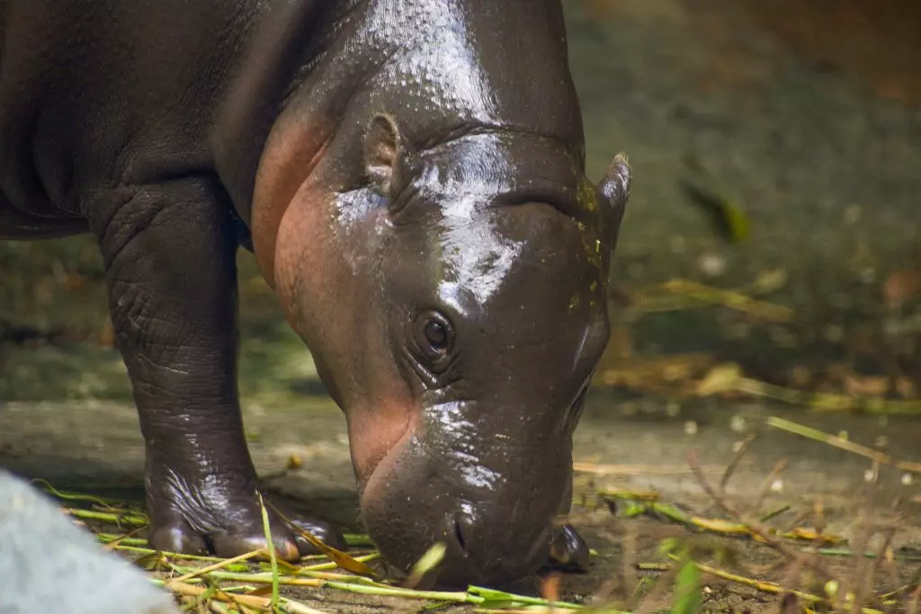 Singapore Zoo