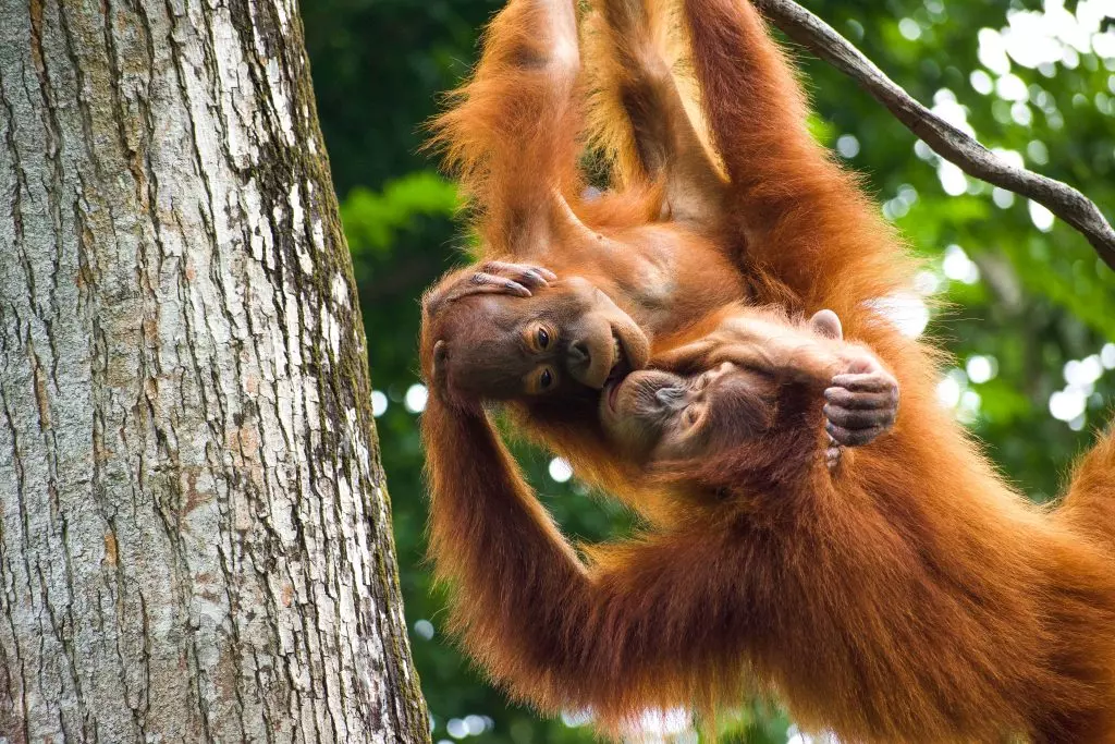 Singapore Zoo