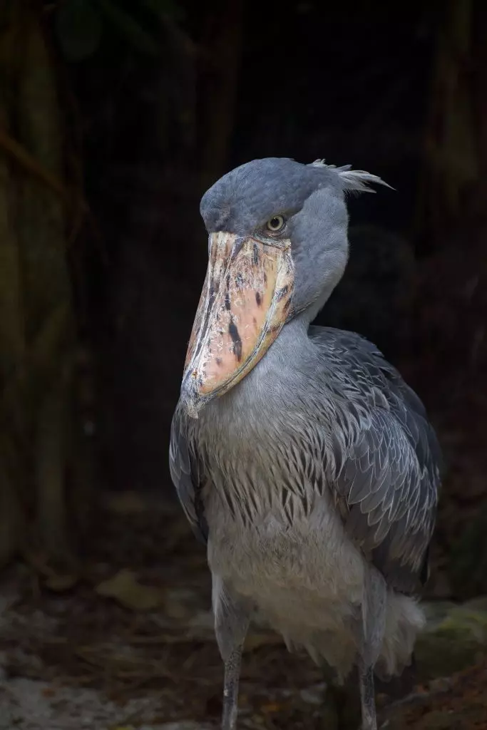 The bird park