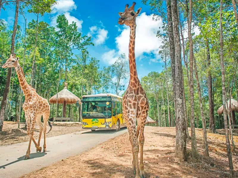 Safari Phú Quốc - địa điểm “nhốt người, thả thú” duy nhất ở Việt Nam