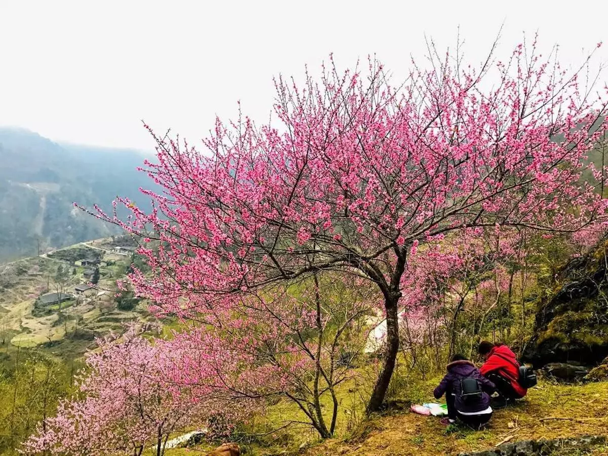 Hà Giang - Mùa hoa đào