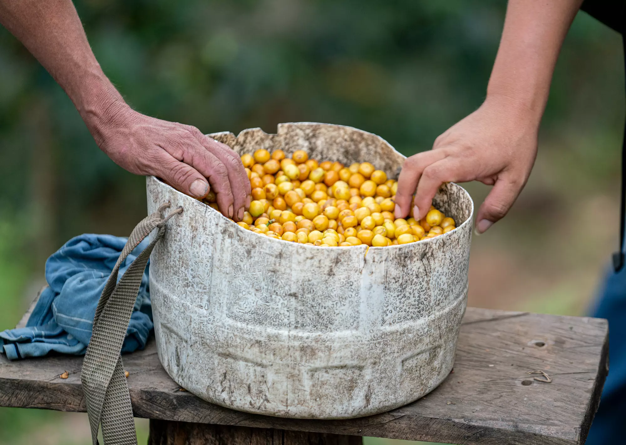 fair trade - không chỉ là một chứng nhận, mà là cuộc chiến hàng thế kỷ đối với tính bất công của cà phê