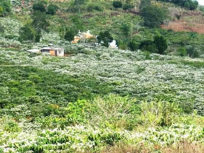 Thành phố Buôn Mê náo nhiệt