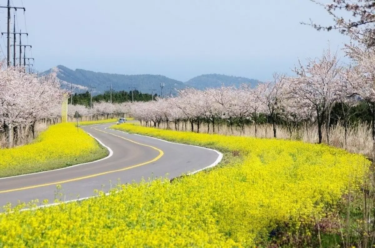 Jeju ngập trong sắc hoa vào mùa xuân