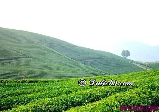 Đi chơi ở đâu khi đến Mộc Châu du lịch dịp nghỉ tết nguyên đán